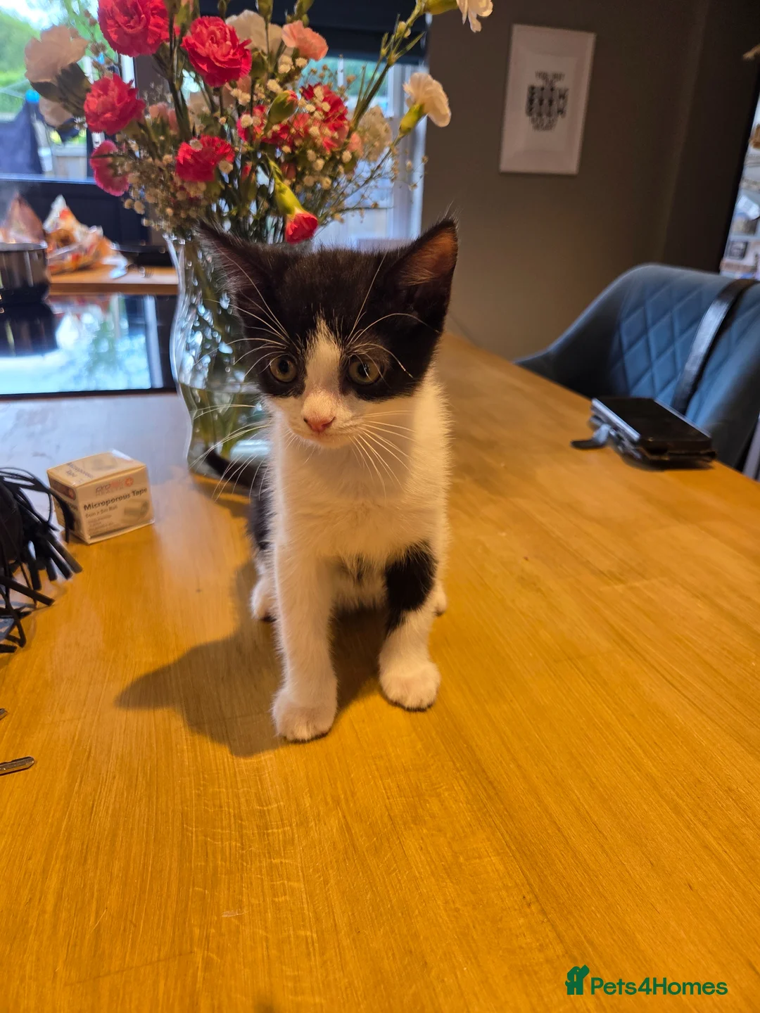 Mixed Breed cats for sale: 2 male kittens  - Advert 2