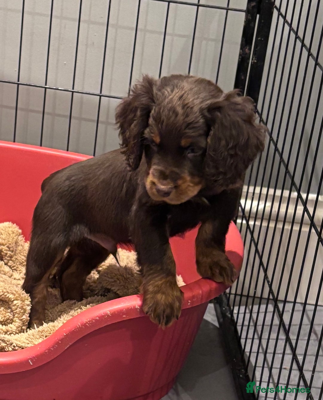 Cocker Spaniel dogs for sale: Working cocker spaniel now ready - Advert 4