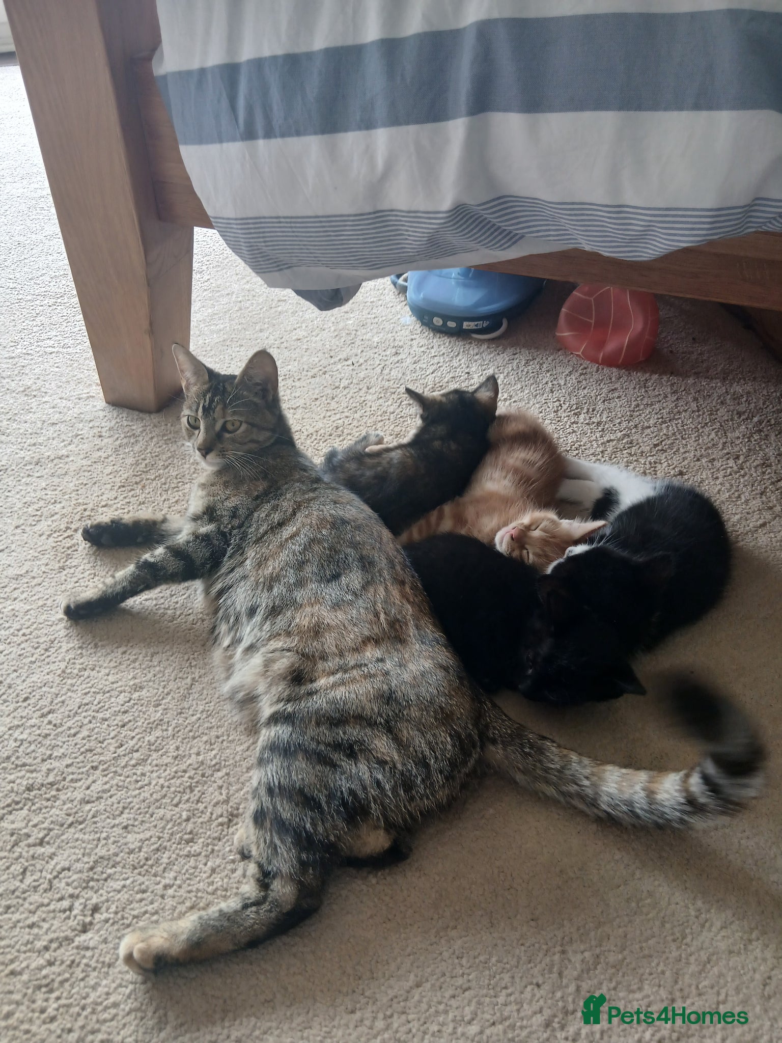 Mixed Breed cats for sale: 5 beautiful kittens - Advert 1