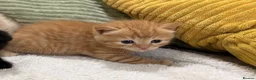 Scottish Fold cats for sale: Scottish fold and straight  in Bournemouth - Advert 8