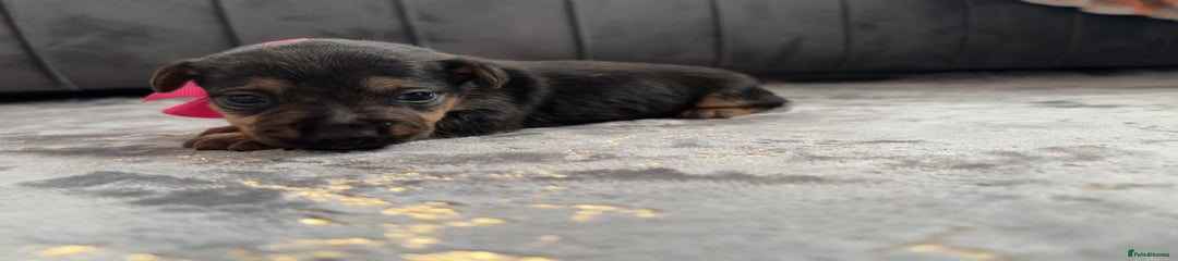 Jack Russell Puppy 4