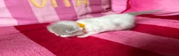 British Shorthair cats for sale: Champion Line British Shorthair Kittens 😻🥇🏆🐾 - Advert 6