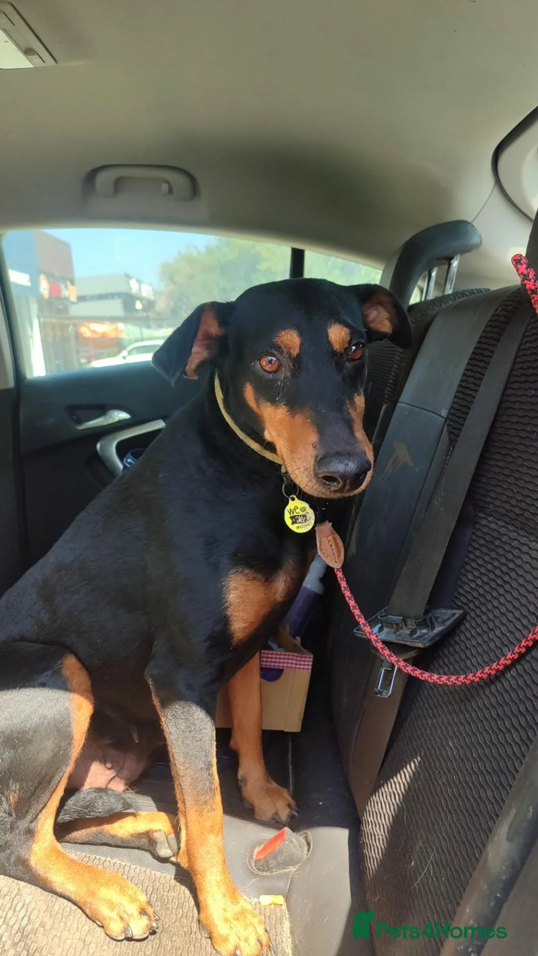 Mixed Breed dogs for adoption: Lucie - Advert 2