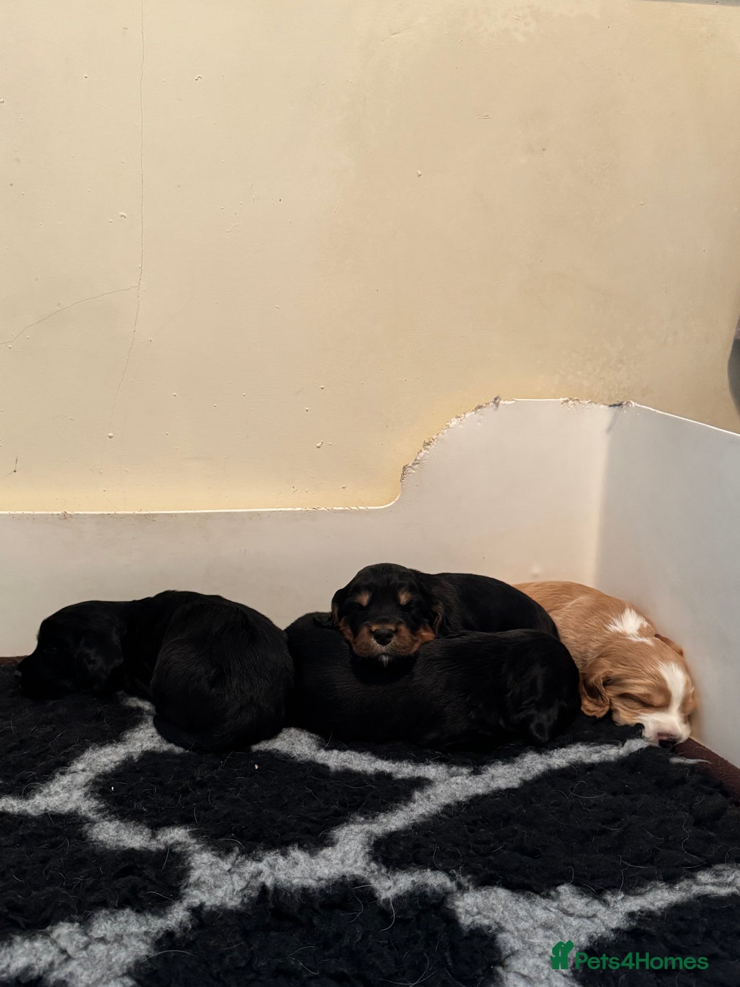 Cocker Spaniel dogs for sale: Cocker Spaniel puppies - Image 2