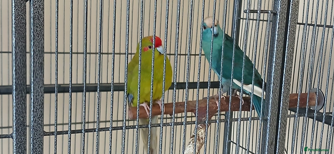 Parrots birds for sale: 2 kakariki parrots. 1 male 1 female - Image 4