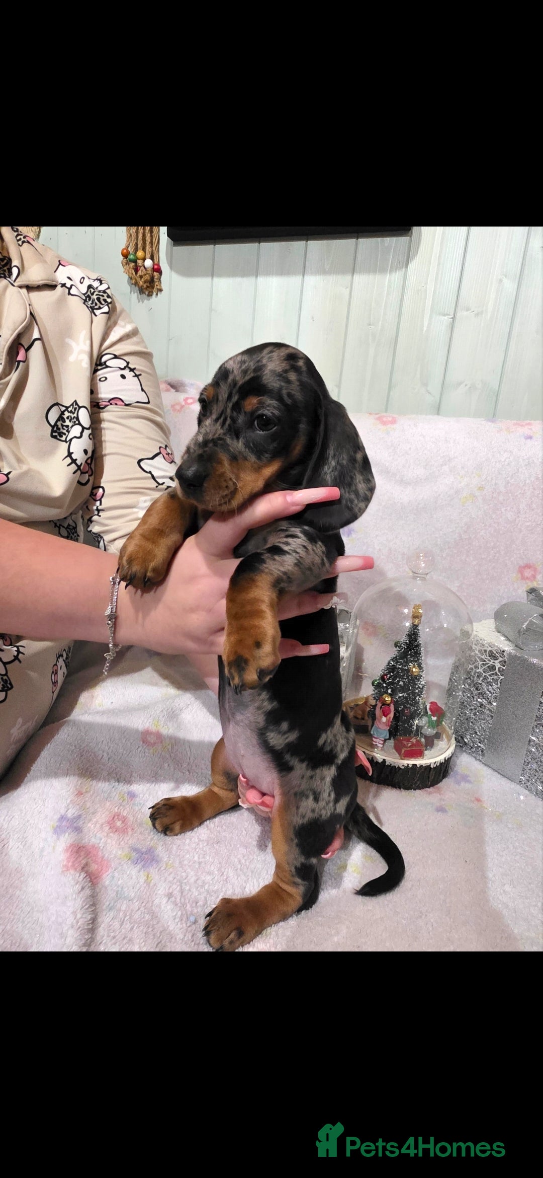 Dachshund dogs for sale: Beautifull puppies  - Advert 11