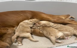 Cockapoo dogs for sale: Pra clear f1 cockpoo - Image 25