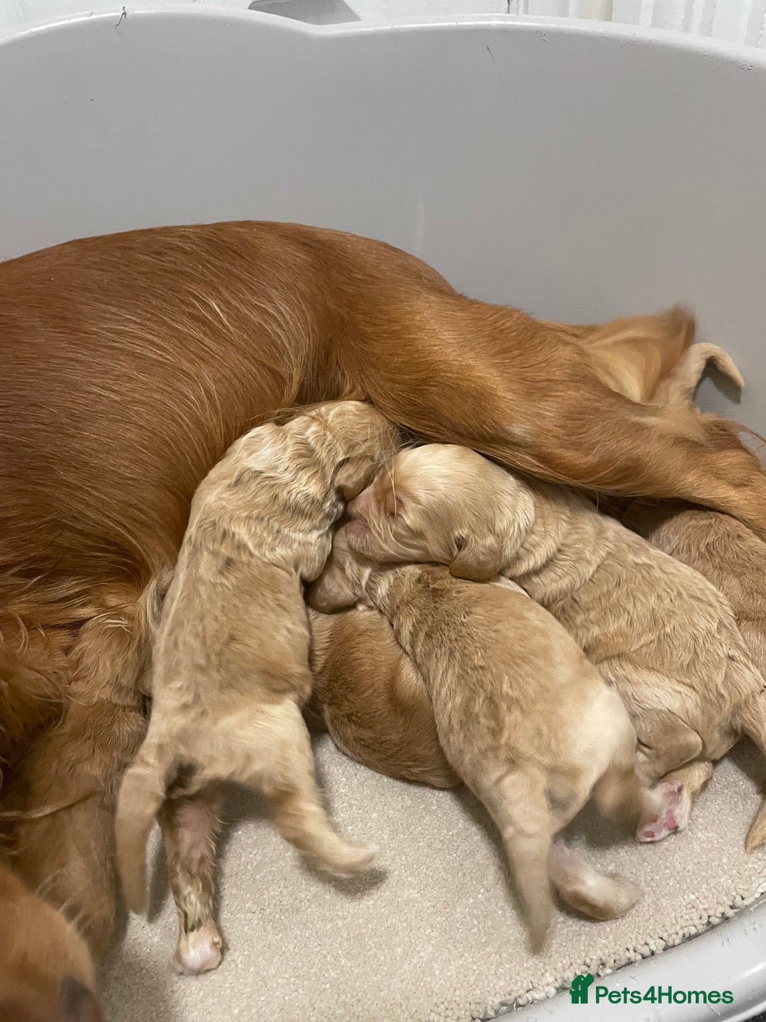 Cockapoo dogs for sale: Pra clear f1 cockpoo - Image 25