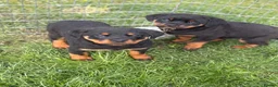 Rottweiler dogs for sale: Rottweiler puppies in Tenterden - Advert 4