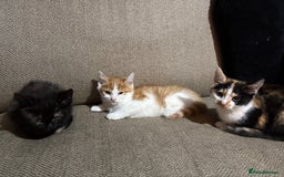 Mixed Breed cats for sale: Beautiful playful kittens looking for forever home - Image 1