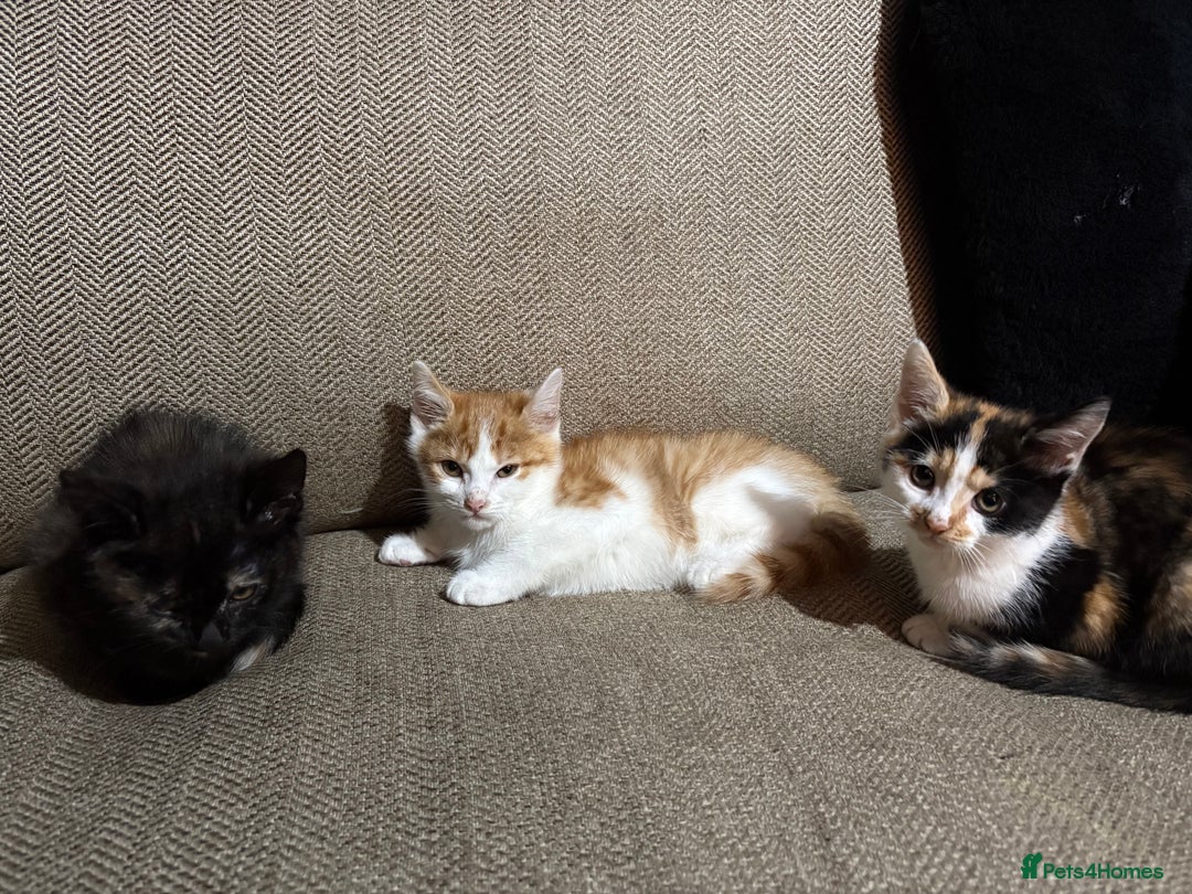 Mixed Breed cats for sale: Beautiful playful kittens looking for forever home - Image 1