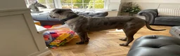 Cane Corso dogs for sale: Cane corso male 18 months old  in Sutton Coldfield - Advert 2