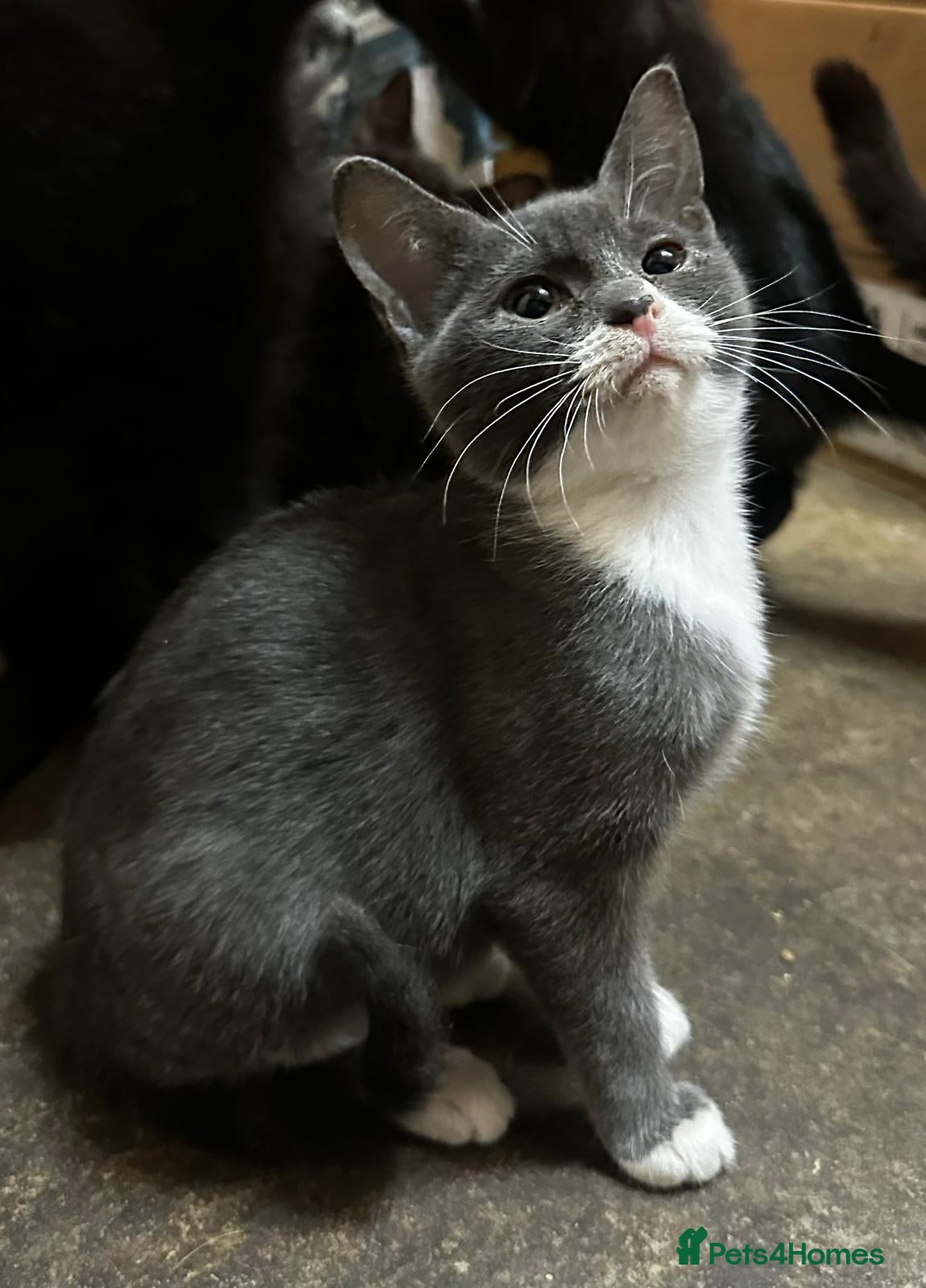 Mixed Breed cats Smashing Farm Kittens For Sale - Advert 1