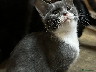 Mixed Breed cats Smashing Farm Kittens For Sale - Advert 3