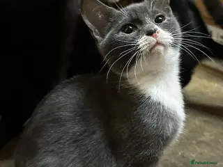 Mixed Breed cats Smashing Farm Kittens For Sale - Advert 3