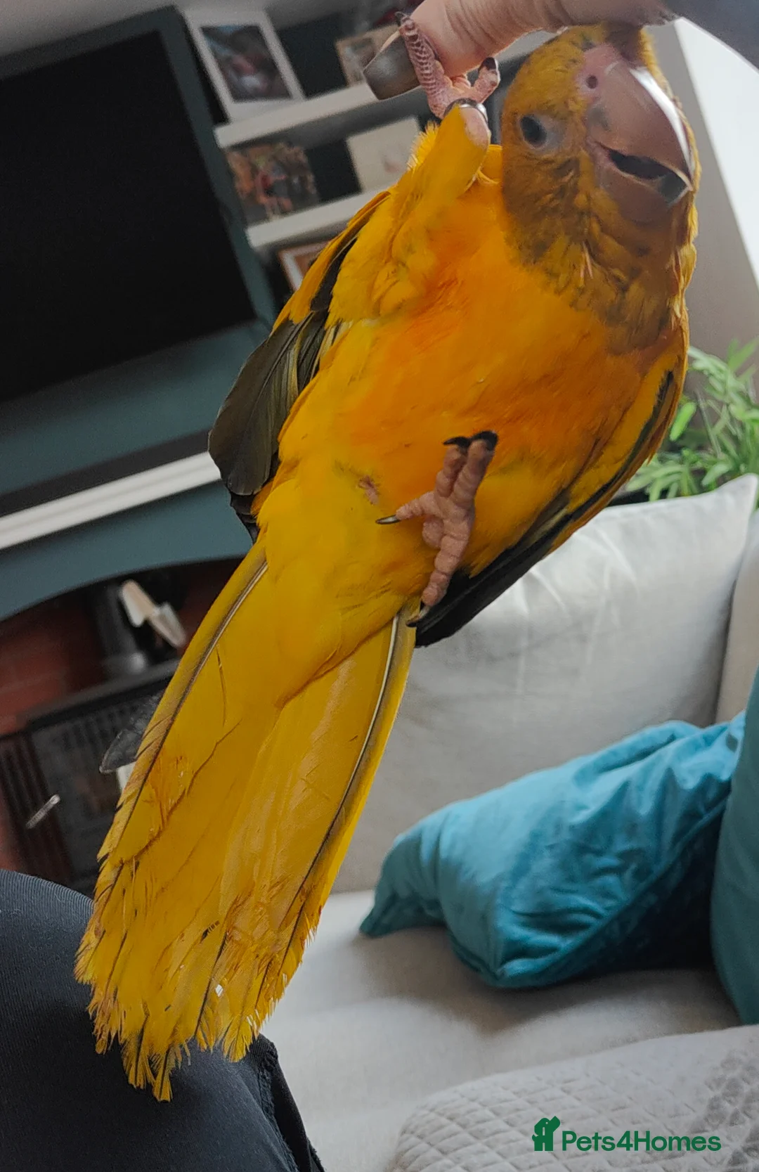 Conures birds for sale: Golden Conure Queen of Bavaria Female Baby 7 mths in Knutsford - Advert 2