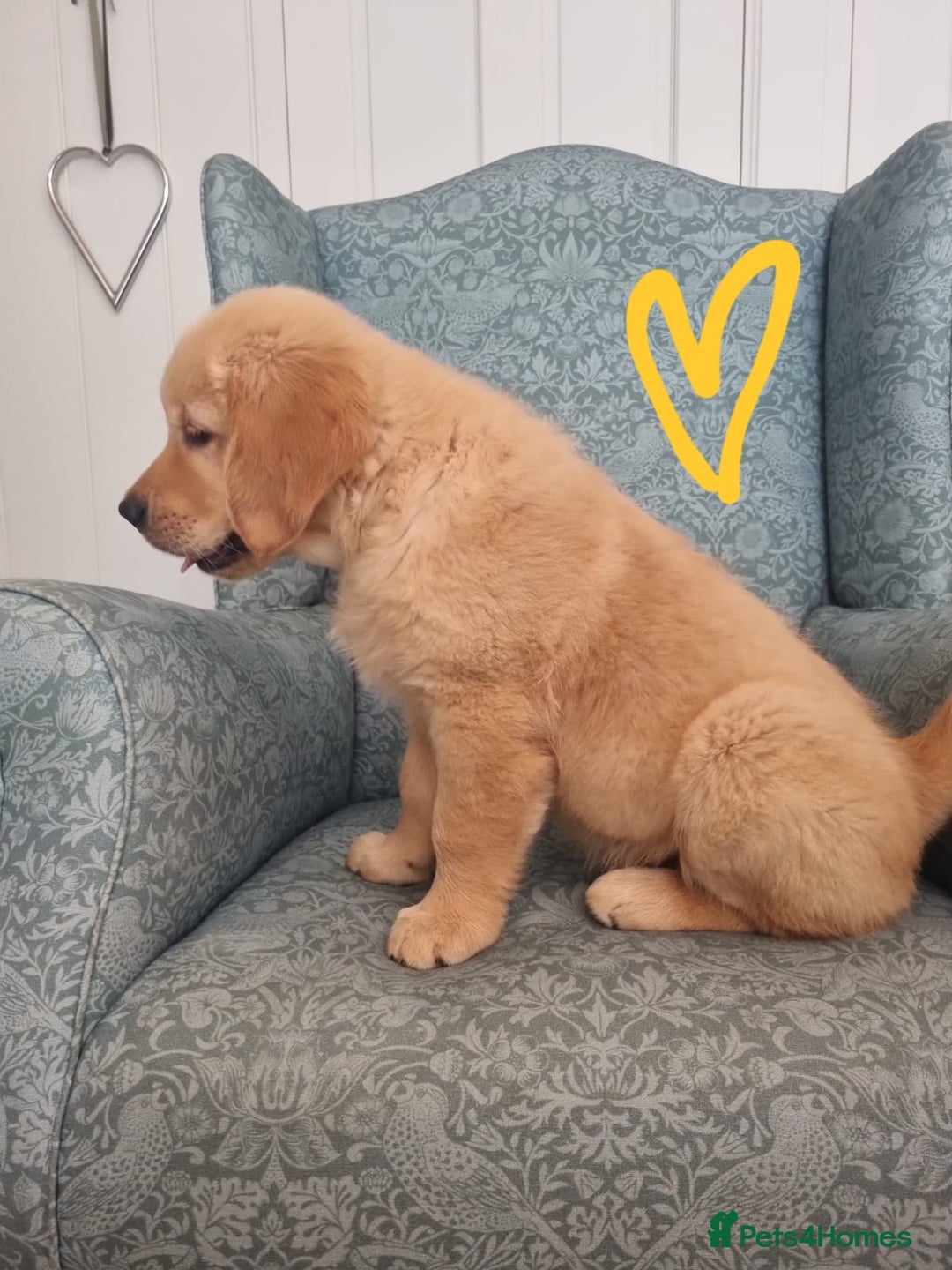 Golden Retriever dogs for sale: Male Golden Retriever puppy for sale.  - Image 3