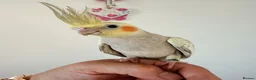 Cockatiels birds for sale: BEAUTIFUL BABY COCKATIELS NEW CAGES AVAILABLE  - Advert 19