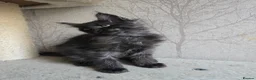 Maine Coon cats for sale: READY NOW Black Smoke Maine Coon Kitten - Advert 10