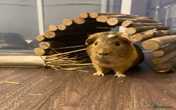 Guinea Pig rodents for sale: Macao and Midas  - Image 5