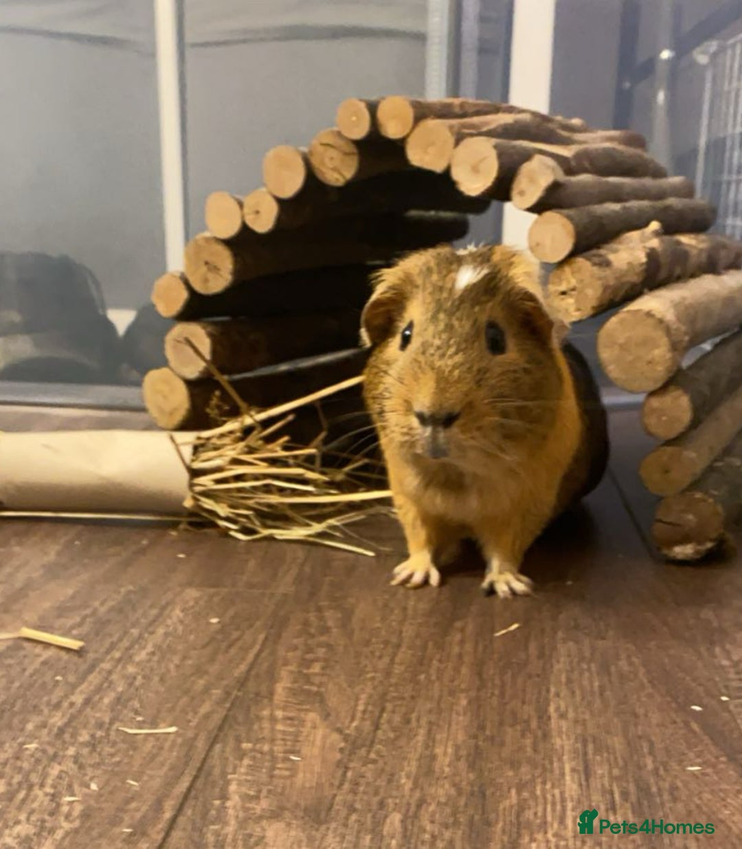Guinea Pig rodents for sale: Macao and Midas  - Image 5