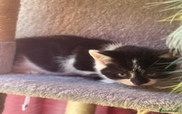 Brazilian Shorthair cats for sale: Kitten 🐈‍⬛  - Image 5