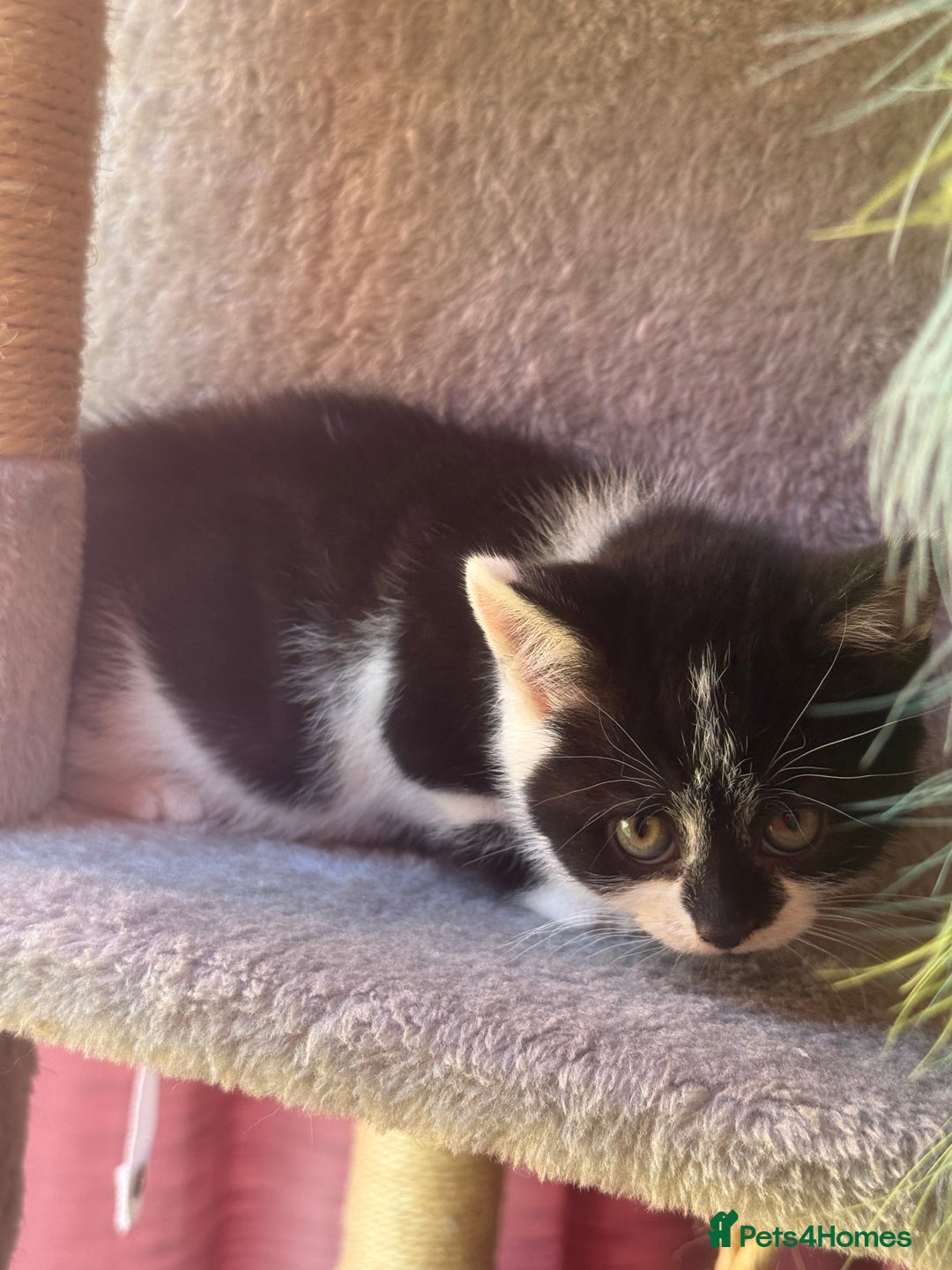 Brazilian Shorthair cats for sale: Kitten 🐈‍⬛  - Image 5