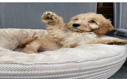 Cockapoo dogs for sale: Quality cockapoo pups  - Image 6