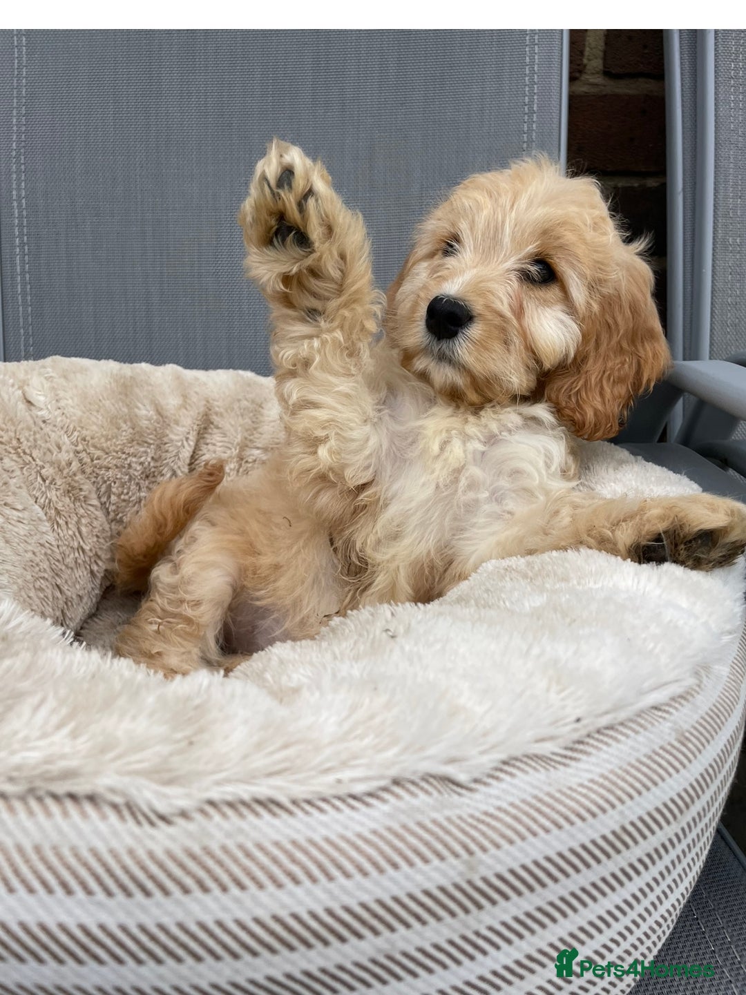 Cockapoo dogs for sale: Quality cockapoo pups  - Image 6
