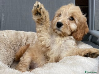 Cockapoo dogs - Advert 14