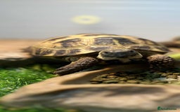 Tortoise reptiles for sale: Female Horsefield tortoise  - Image 1