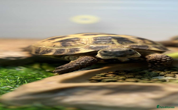 Tortoise reptiles - Advert 2