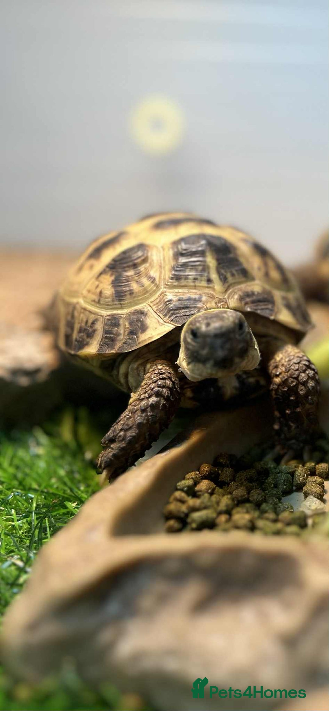 Tortoise reptiles for sale: Female Horsefield tortoise  - Image 1