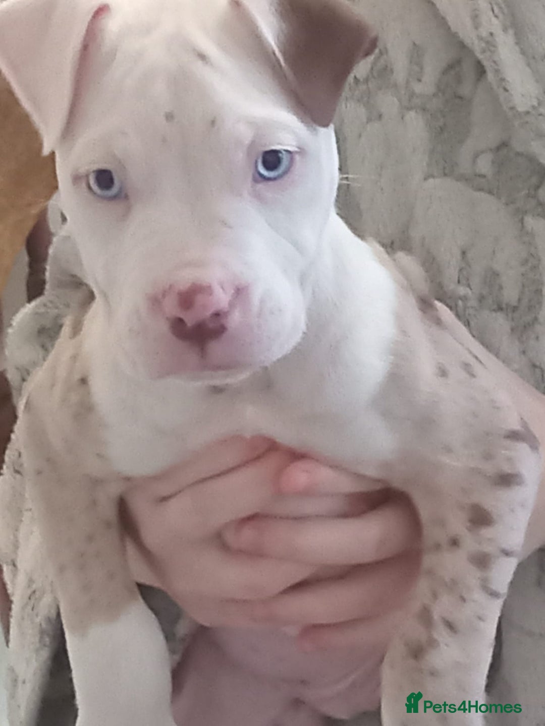 Alapaha Blue Blood Bulldog dogs for sale: Alaphas  - Advert 1