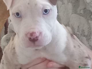 Alapaha Blue Blood Bulldog dogs Alaphas - Advert 4