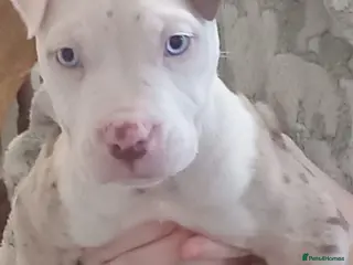 Alapaha Blue Blood Bulldog dogs Alaphas - Advert 7