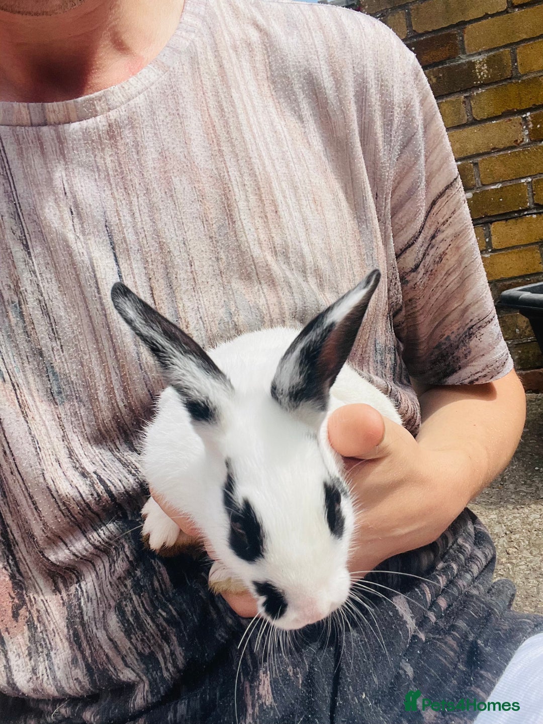 Rex rabbits for sale: Rex X Dutch Bunnies, Ready for homes now.  in Swansea - Image 8