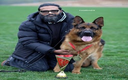 German Shepherd dogs for stud: Health Tested, Show Winner, Proven Stud Dog in London - Image 1