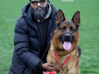 German Shepherd dogs in London - Advert 14