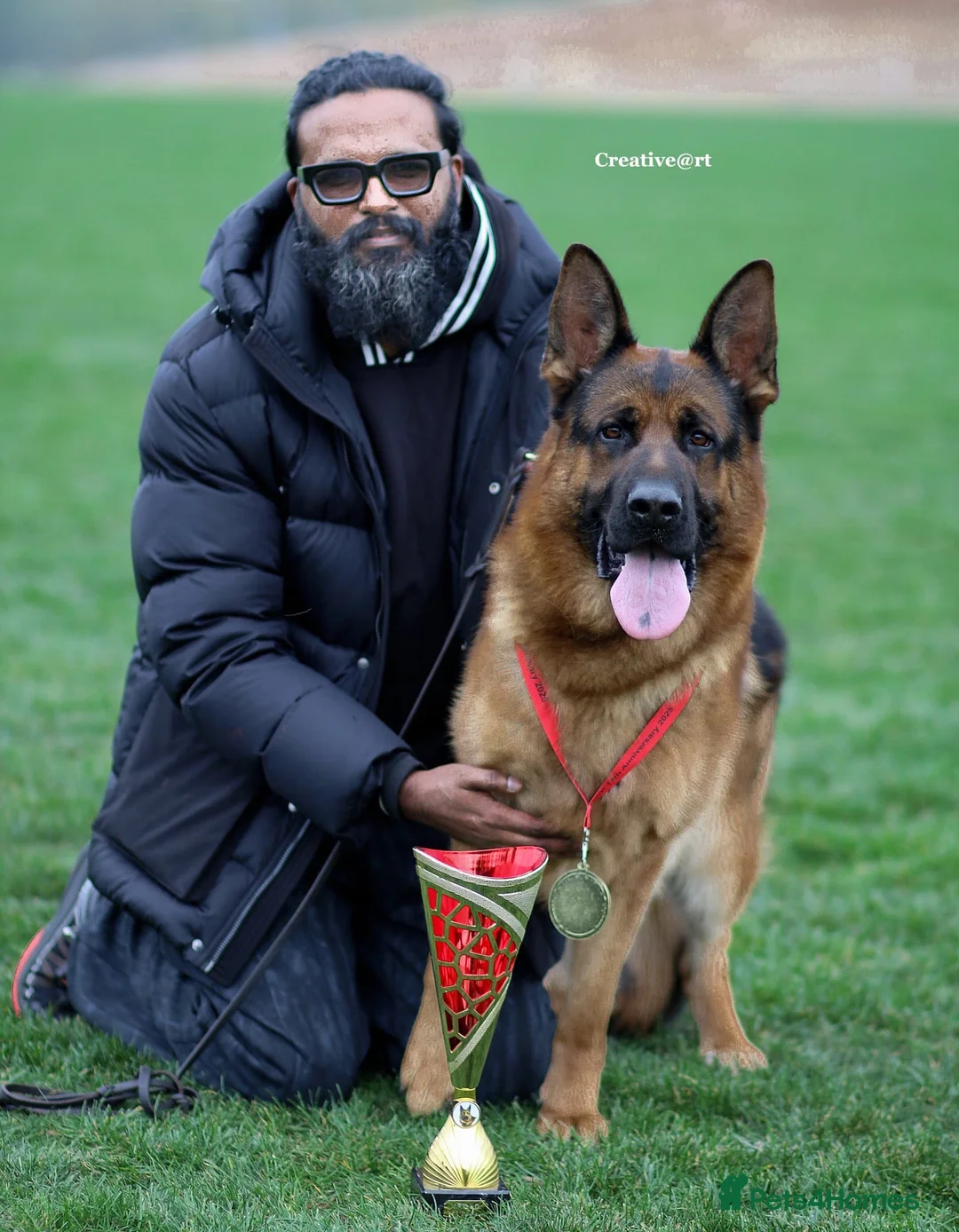 German Shepherd dogs for stud: Health Tested, Show Winner, Proven Stud Dog in London - Advert 1