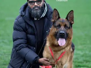 German Shepherd dogs Health Tested, Show Winner, Proven Stud Dog in London - Advert 14