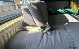Mixed Breed cats for sale: Two beautiful female kittens - Image 1