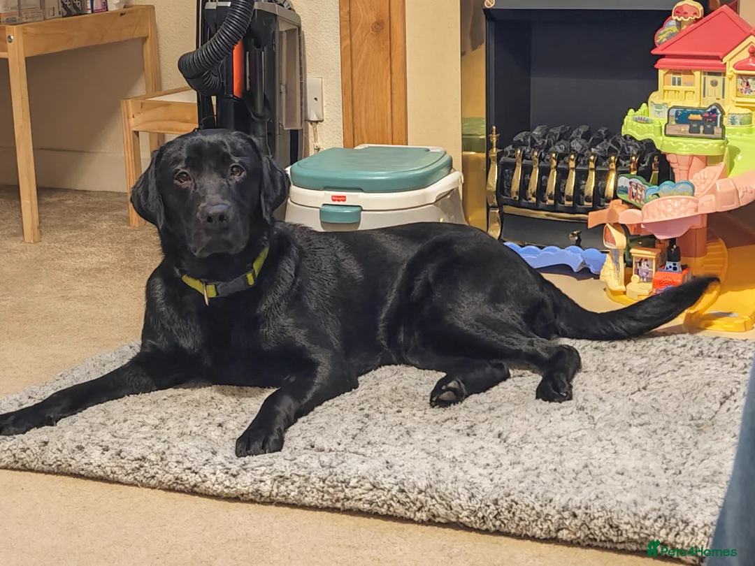 Labrador Retriever dogs for sale: Black Labrador  in Cupar - Advert 6