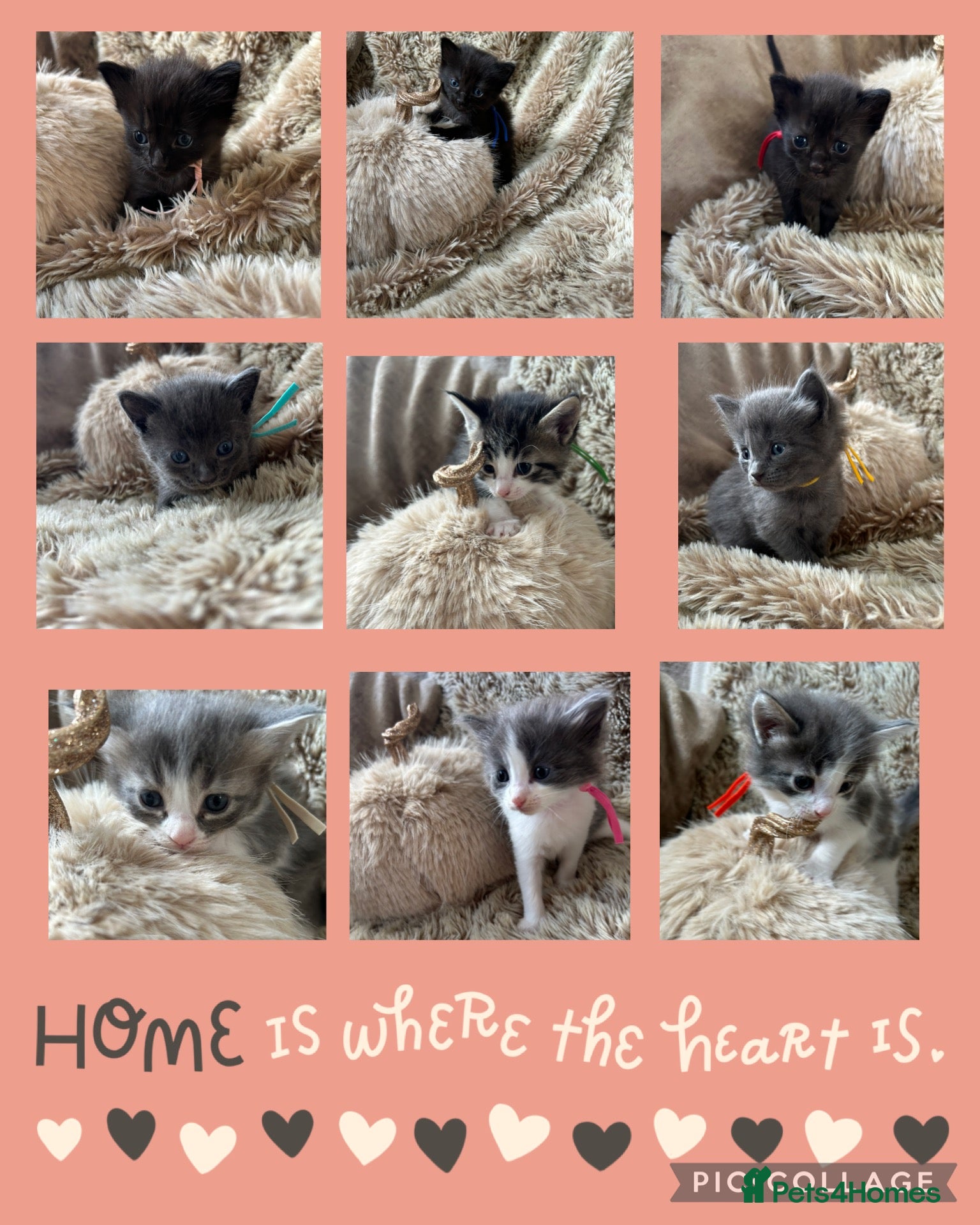 Ragdoll cats Ragdoll x BSH kittens  - Advert 14