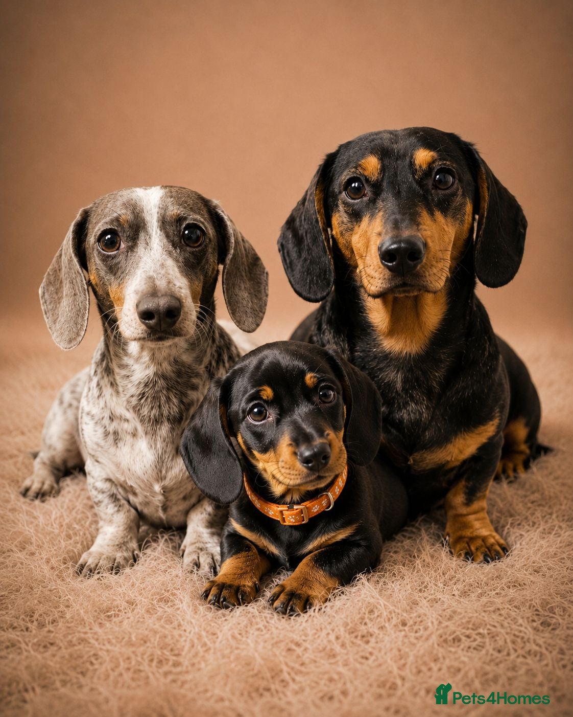Miniature Dachshund dogs Last Miniature Dachshund Boy Ready to Leave Now - Advert 3