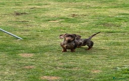 Miniature Dachshund dogs for sale: 2 miniature dachshund  - Image 4
