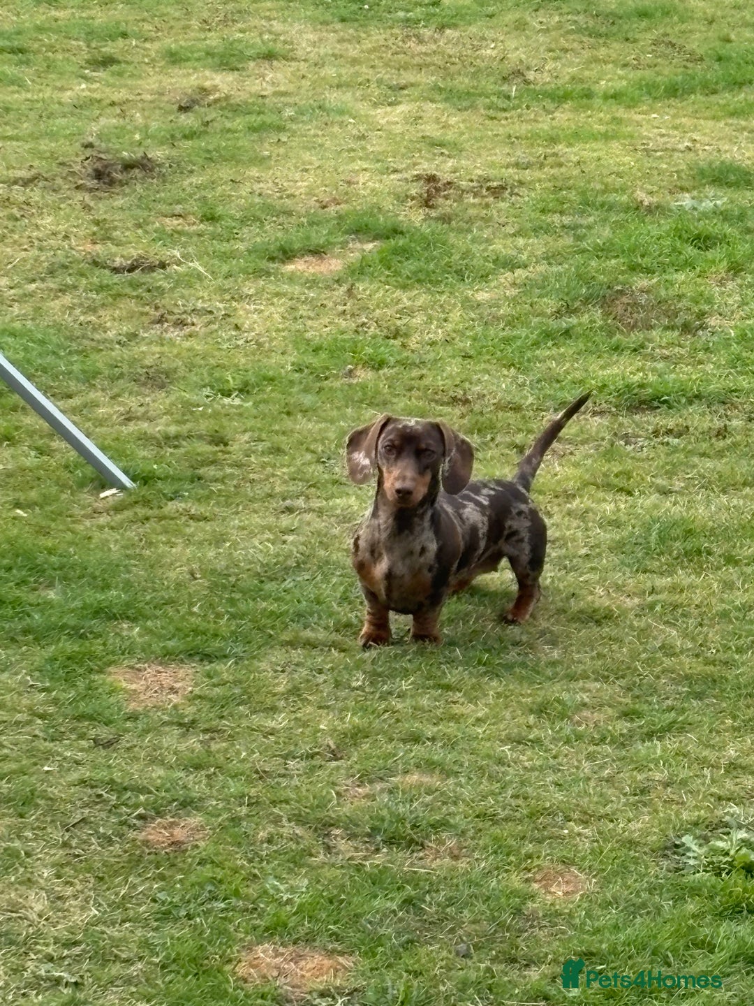 Miniature Dachshund dogs for sale: 2 miniature dachshund  - Image 4