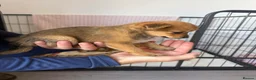 Mixed Breed dogs for sale: Norfolk terrier x Pomeranians - Advert 6