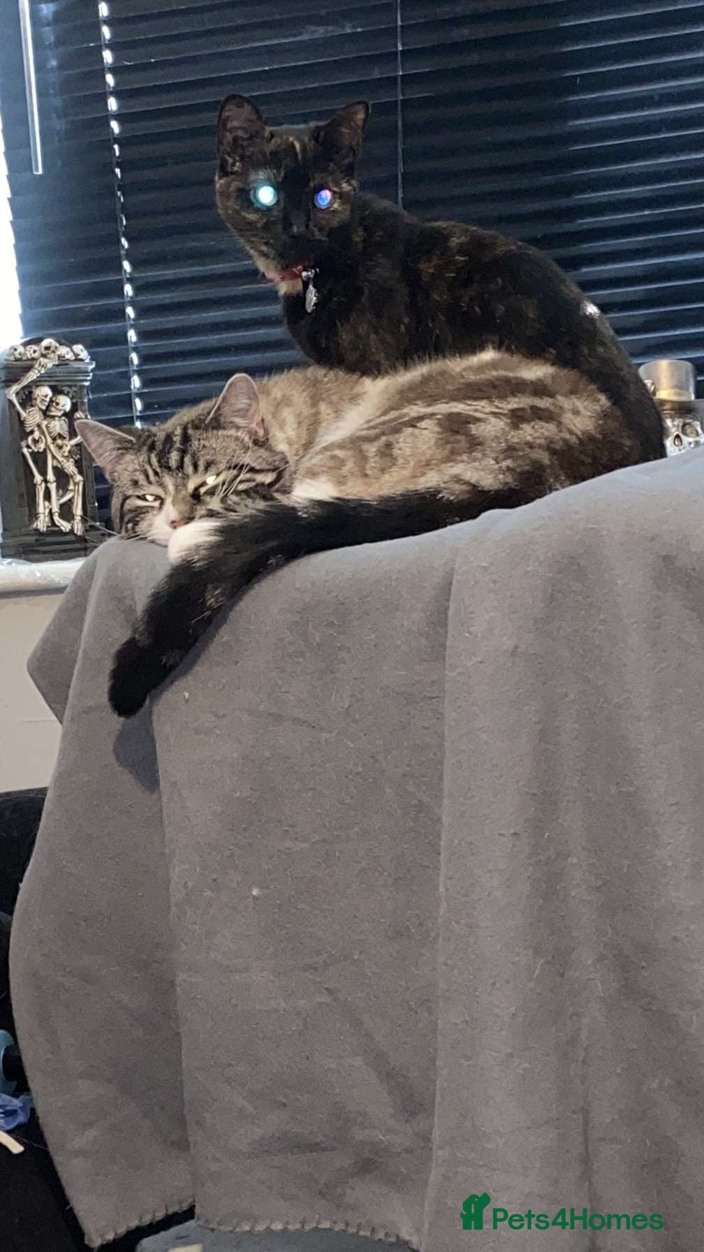 Ragdoll cats Milo & Smudge - Advert 14