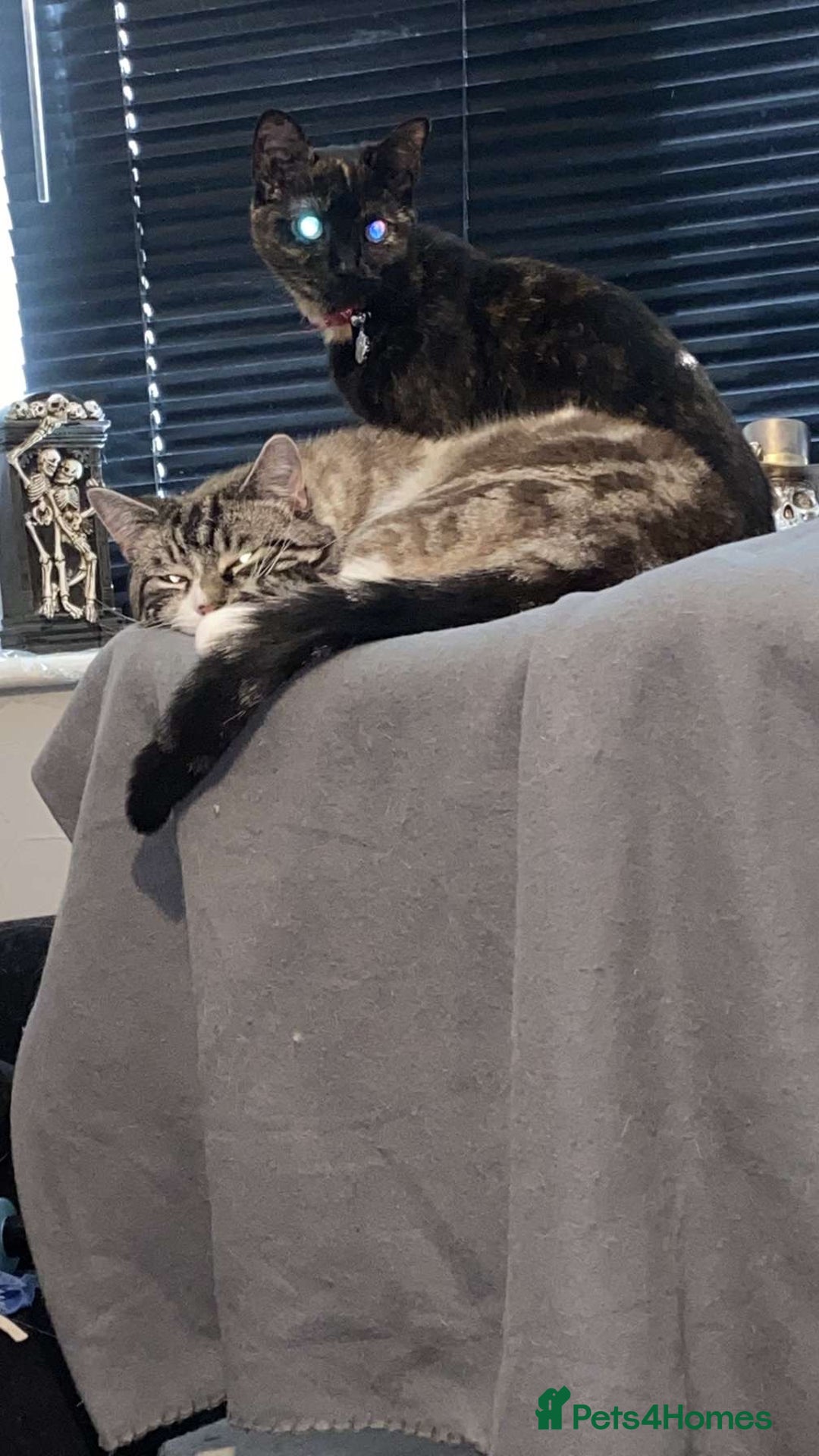 Ragdoll cats for sale: Milo & Smudge - Image 1